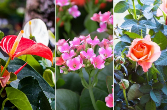 rośliny kwitnące zimą