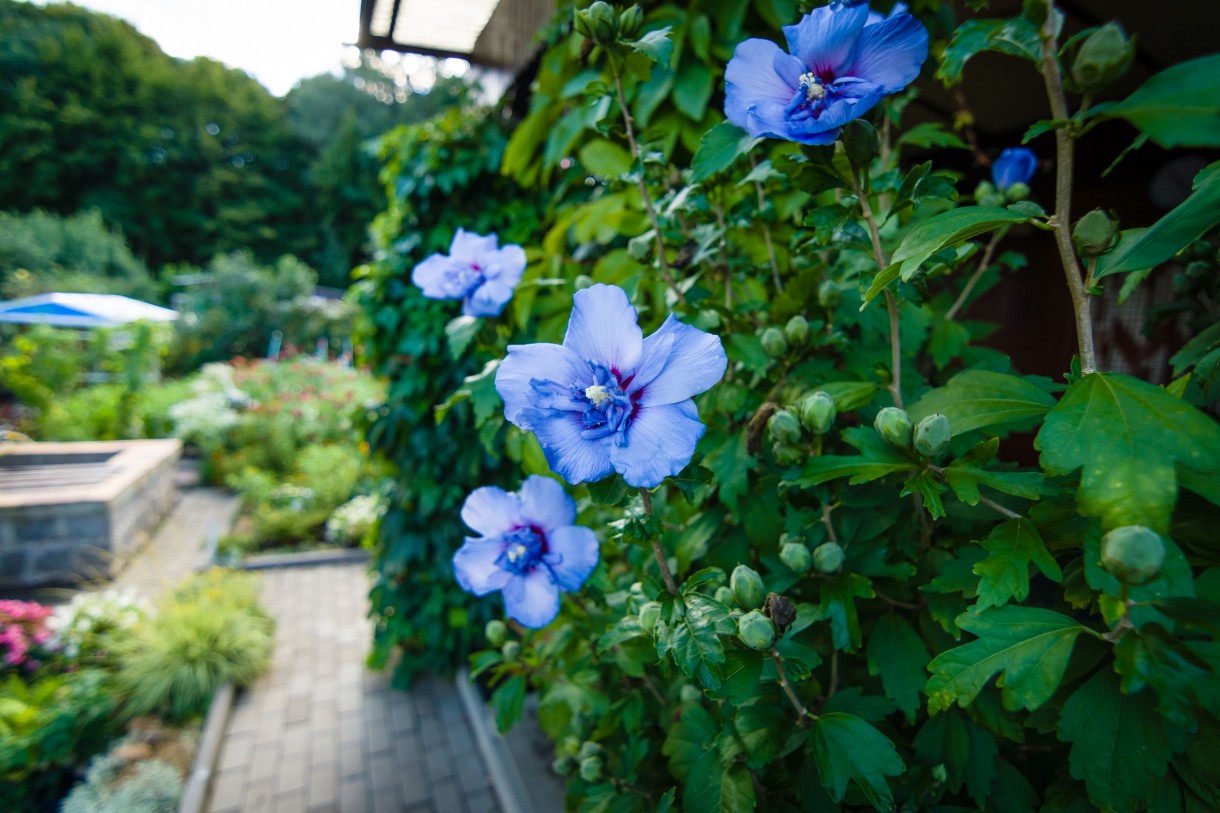 Pozostałe, TOP10 Kwitnących krzewów ogrodowych - HIBISKUS OGRODOWY Hibiscus syriacus 