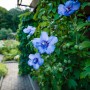 Pozostałe, TOP10 Kwitnących krzewów ogrodowych - HIBISKUS OGRODOWY Hibiscus syriacus 