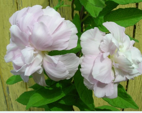 Kielisznik bluszczowaty (Calystegia hederacea)