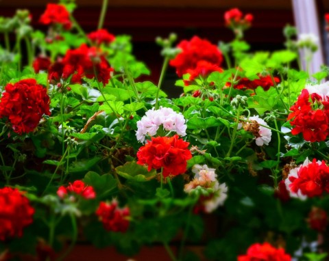 Sadzenie pelargonii w maju. Co zrobić, żeby bujnie i długo kwitły?