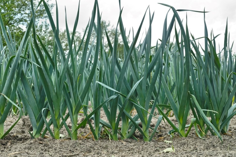 pielęgnacja pora w czerwcu