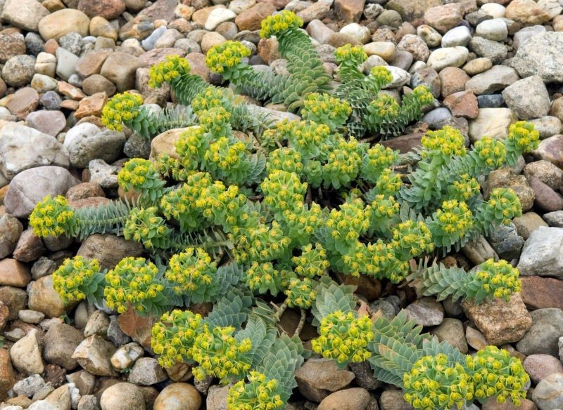 Wilczomlecz mirtowaty sprawdzi się w skalnym ogródku.