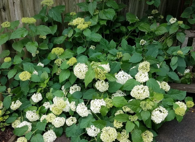 dlaczego kwiaty hortensji zielenieją