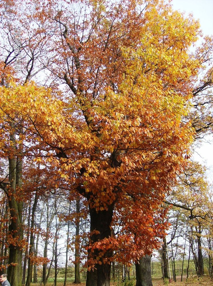 Pozostałe, PARK w ŚWIERKLAŃCU - wspaniałą przyrodę oglądam z zachwytem.