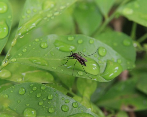 Co przyciąga komary do ogrodu? Posadź te rośliny, szybko zobaczysz różnicę
