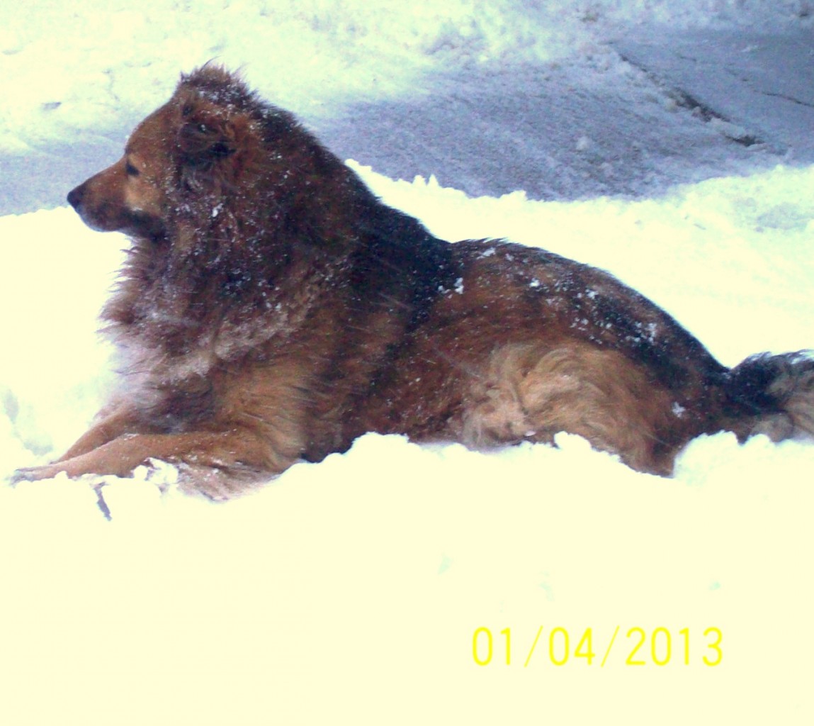 Pozostałe, MOJE KOCHANE ZWIERZACZKI - MÓJ PIESEK /ZDJĘCIE 01.04.2013 / 