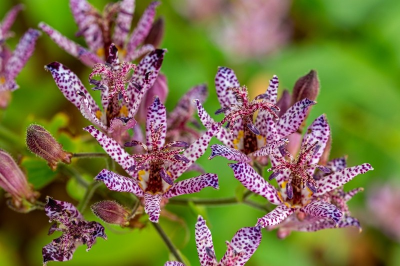 trójsklepka owłosiona