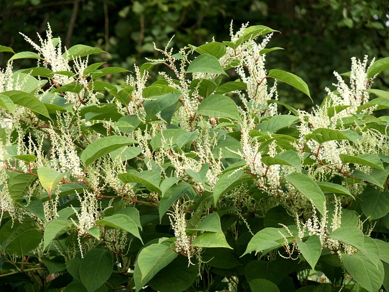 rdestowiec ostrokończysty