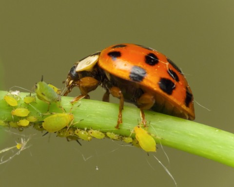 Biedronki – naturalny wróg mszyc i innych insektów. Jak zwabić je do ogrodu?