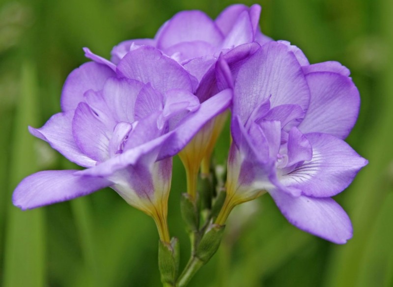 sadzenie frezji w ogrodzie i w doniczce