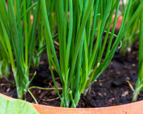 Zimowe pęczki świeżego szczypiorku. Uprawa dymki w skrzynce