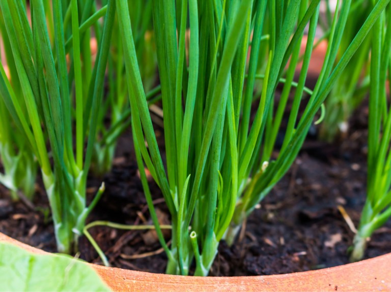 Zimowe pęczki świeżego szczypiorku. Uprawa dymki w skrzynce