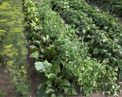 Plan płodozmianu na nowy sezon. Jak przygotować rotację warzyw na małej działce?