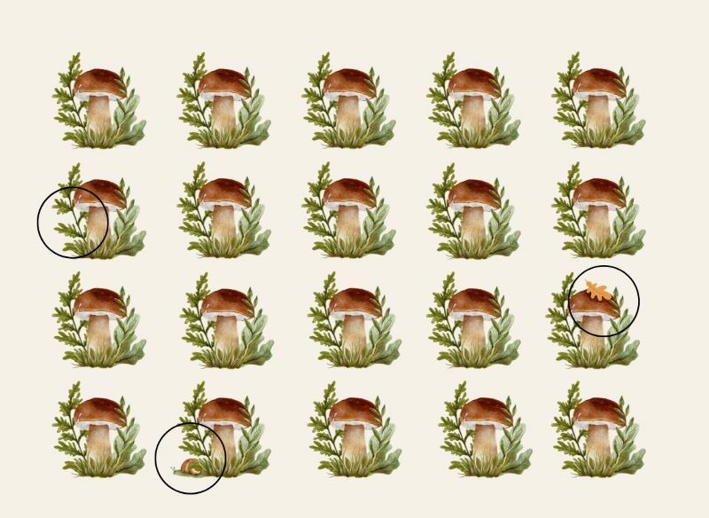 Rozwiązanie grzybowej zagadki optycznej