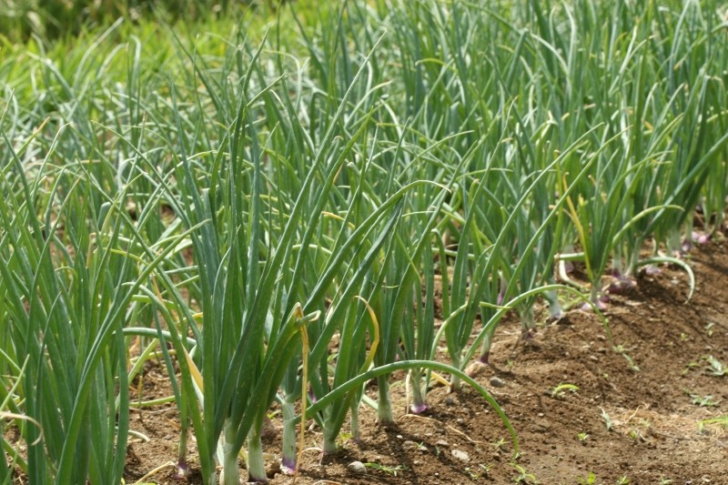 dlaczego szczypior żółknie