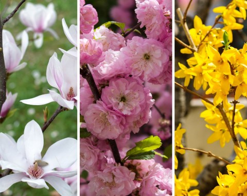 Krzewy kwitnące na wiosnę. 10 najpiękniejszych i reprezentacyjnych krzewów