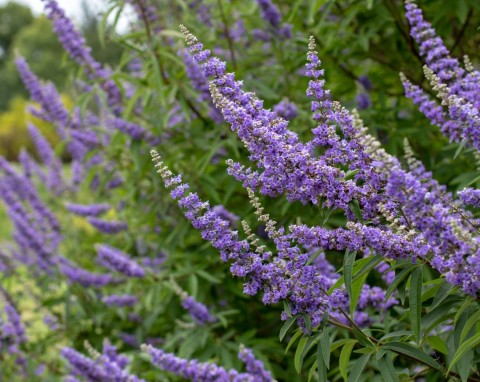 Oryginalny krzew o aromatycznych liściach i leczniczych właściwościach. Niepokalanek pospolity - uprawa i zastosowanie w ogrodzie