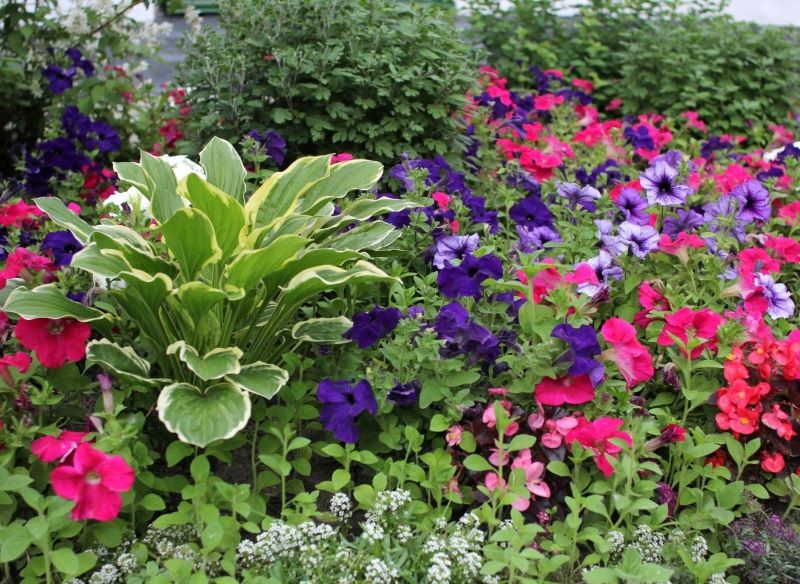 Na rabacie mogą się znaleźć rośliny kwitnące, niskie byliny i niewysokie krzewy.