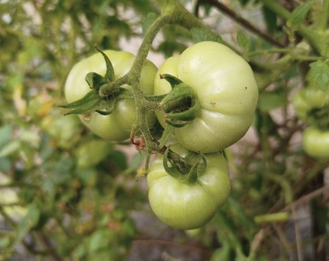 Dlaczego pomidory gniją na krzakach? 3 groźne choroby i naturalne sposoby na ich zwalczanie