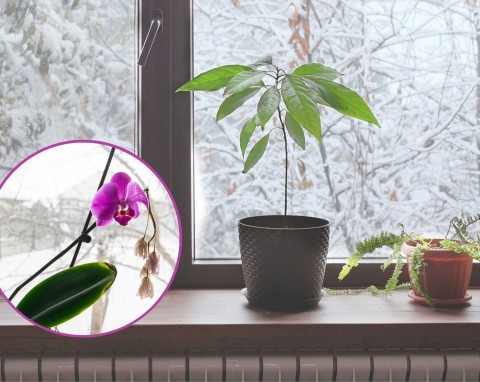 Jak pielęgnować kwiaty domowe zimą? Dzięki temu przetrwają na parapecie