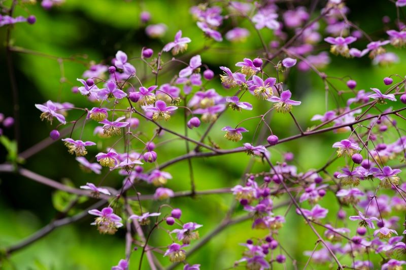 Rutewka Delavaya do obfitego kwitnienia wymaga stale umiarkowanie wilgotnej gleby. Fot. billyshimo/123RF.com