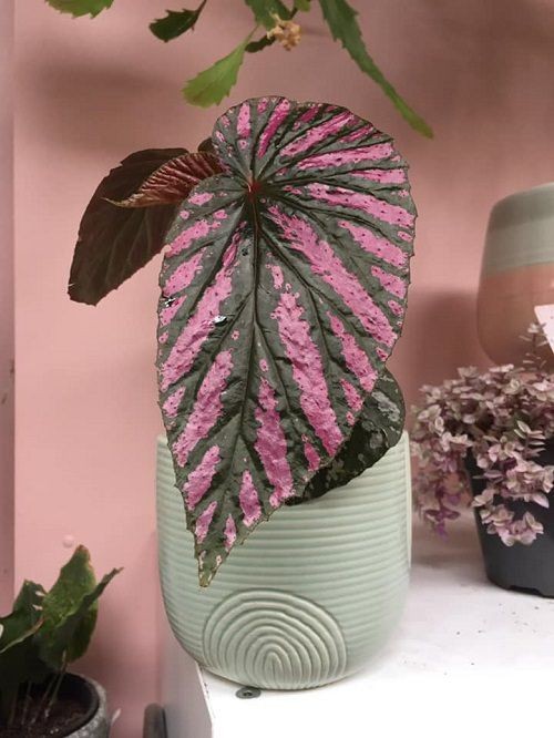 Dekoracje, Przepiękna odmiana begonii - Begonia maculata pink