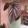 Dekoracje, Przepiękna odmiana begonii - Begonia maculata pink