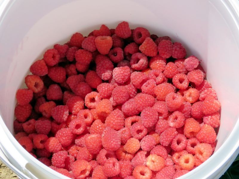 Maliny owocują obficie, gdy są nawożone w naturalny sposób.