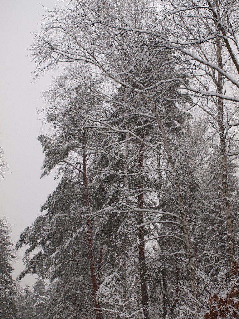 Leśne klimaty, zimowa