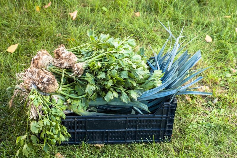 Seler korzeniowy zbieramy po lekkich przymrozkach.