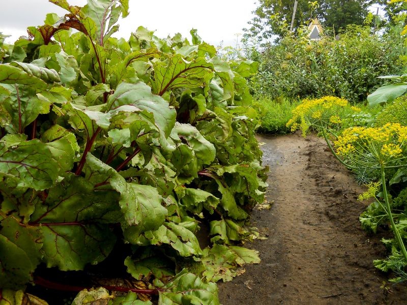 Po ogórkach możemy uprawiać m.in. buraki.