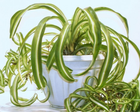 Pielęgnacja zielistki zimą – 5 ważnych zadań. Wypuści dużo nowych liści, a na wiosnę nawet zakwitnie