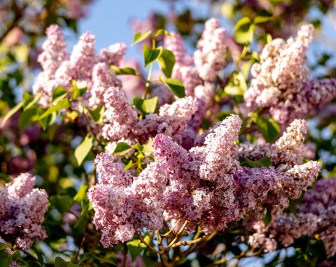 Masz bez w ogrodzie? Pamiętaj o tym zimą, krzew rozkwitnie jak nigdy wcześniej