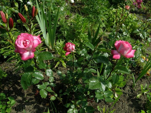 Rośliny, Róże 2010 - Rose Gaujard