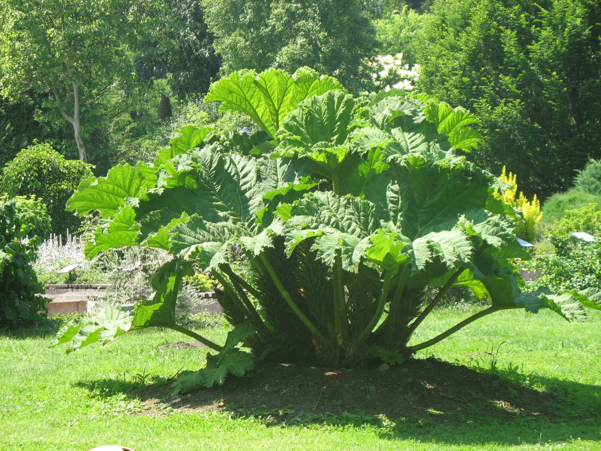 Pozostałe, niedzielna wycieczka:)))) - Gunnera olbrzymia-Gunnera Mannicata