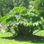 Pozostałe, niedzielna wycieczka:)))) - Gunnera olbrzymia-Gunnera Mannicata