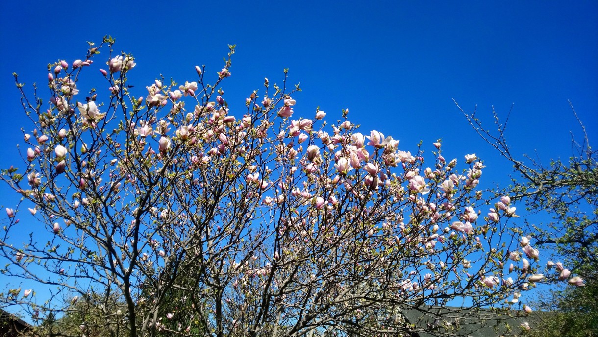 Rośliny, Biało - różowa .........magnoliowa................ - .............i magnolia................