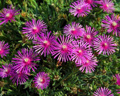 11 najlepszych roślin do ogrodów skalnych. Będą rosły zarówno w słońcu, jak i w cieniu