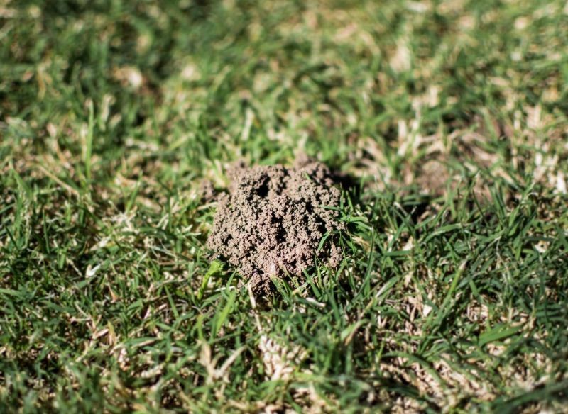 Jeśli podejrzewasz, że masz w ogrodzie turkucie, szukaj małych kopczyków ziemi.