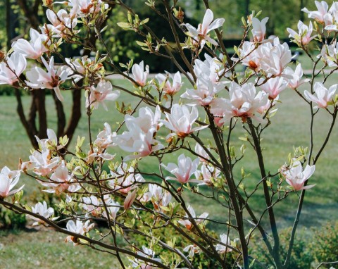 Liście magnolii brązowieją? Działaj szybko, bo wiosną nie zakwitnie