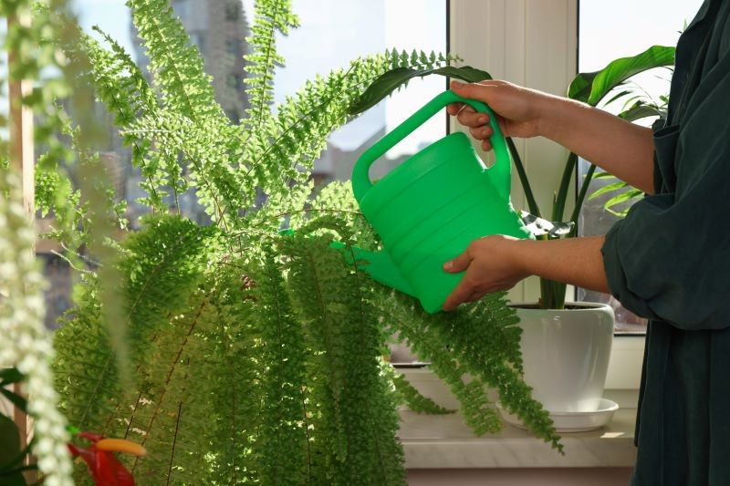 Paprotka nie powinna stać w wodzie.