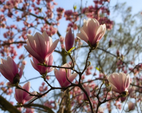 Czego potrzebuje magnolia na wiosnę? Rozsyp wokół, zakwitnie spektakularnie