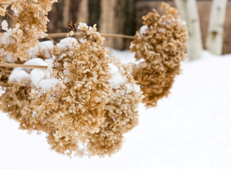 Mróz uszkadza pąki kwiatowe niektórych hortensji, dlatego nie kwitną w kolejnym roku.