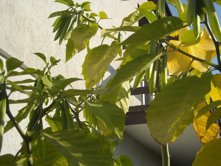 Pozostałe, Galeria na powitanie jesieni.......... - .............datura...........