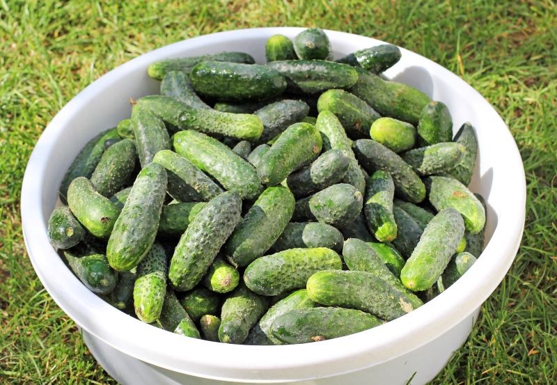 Jak uzyskać duży plon ogórków?