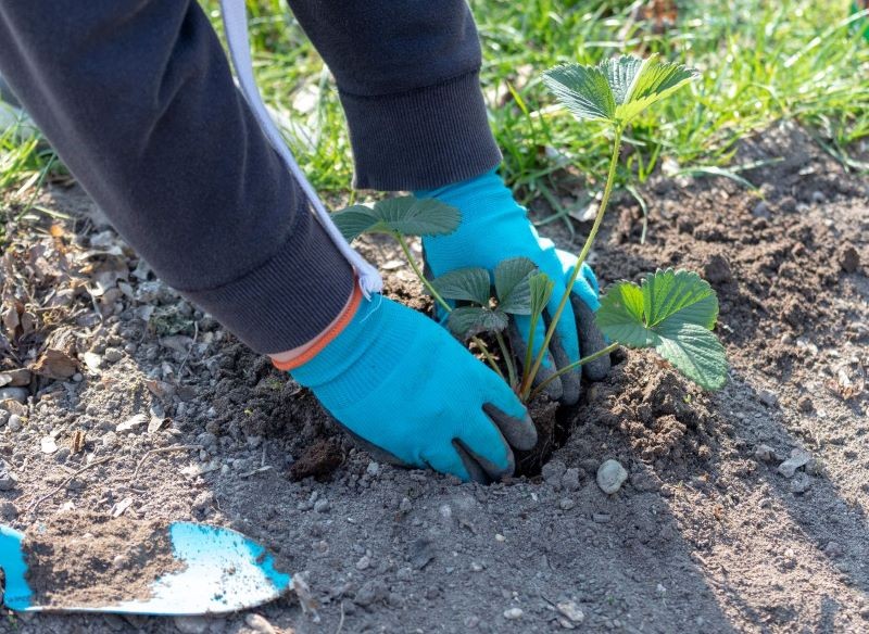 Truskawek nie można sadzić ani za płytko, ani zbyt głęboko.