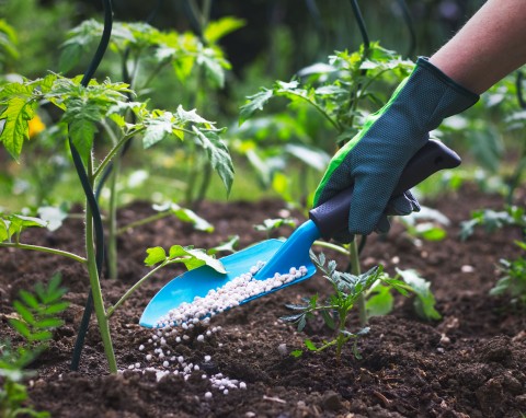 Nawozy do ogrodu - jak optymalnie odżywiać rośliny?