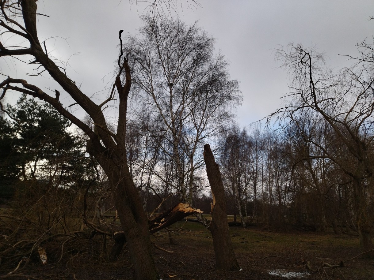 Dekoracje, Lutowe fotki..........czas na serduszka.................. - ..................i złamane drzewo nad stawkami.................