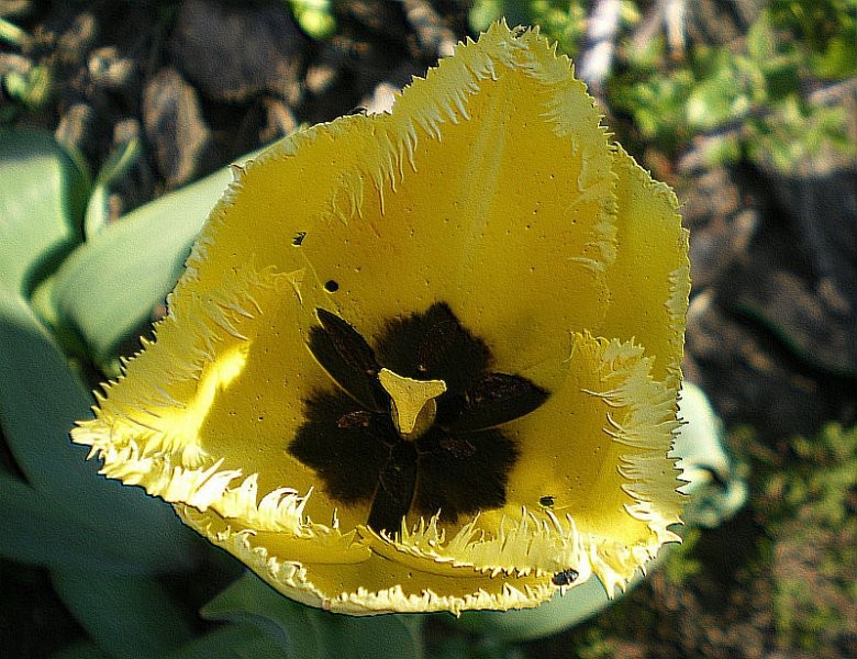 Rośliny, Ogródkowe tulipany